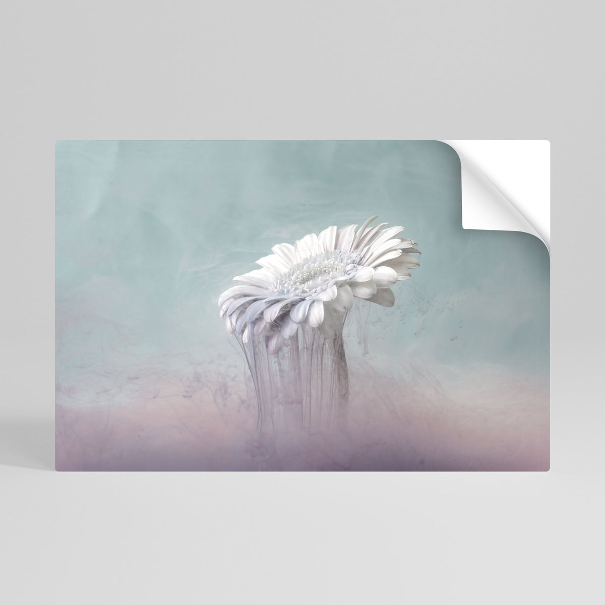 MELTING GERBERA Αυτοκόλλητη Αφίσα οριζόντια