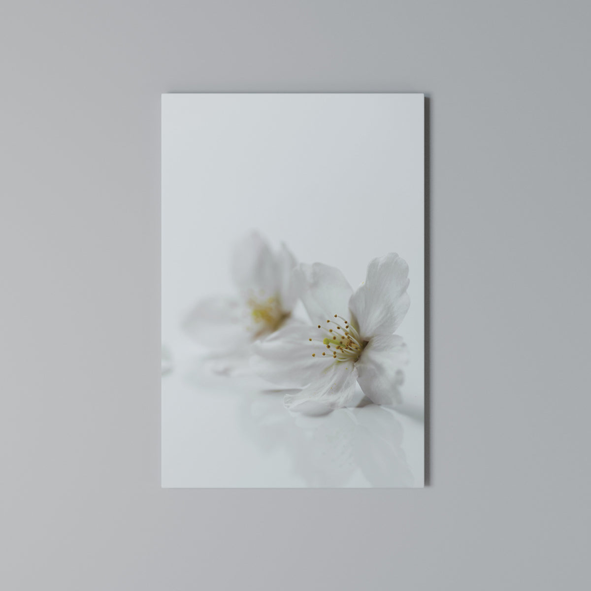 FLEETING WHITE PETALS Κατακόρυφος Πίνακας σε Καμβά