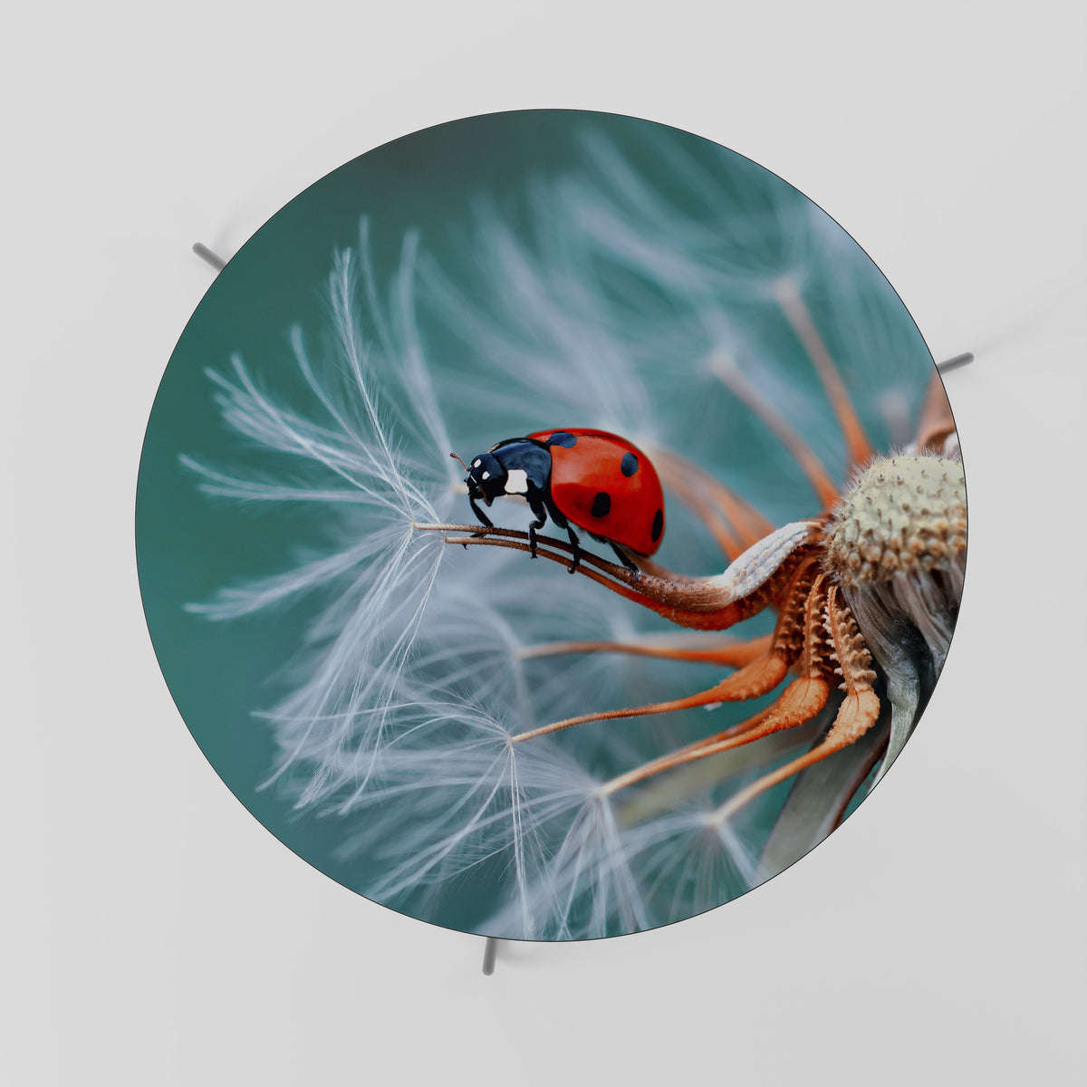 LADYBUG BALANCE Τραπεζάκι σαλονιού