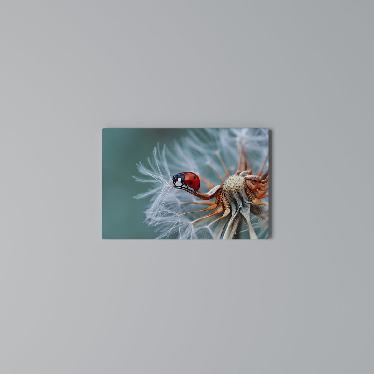 LADYBUG BALANCE Horizontal Canvas Print