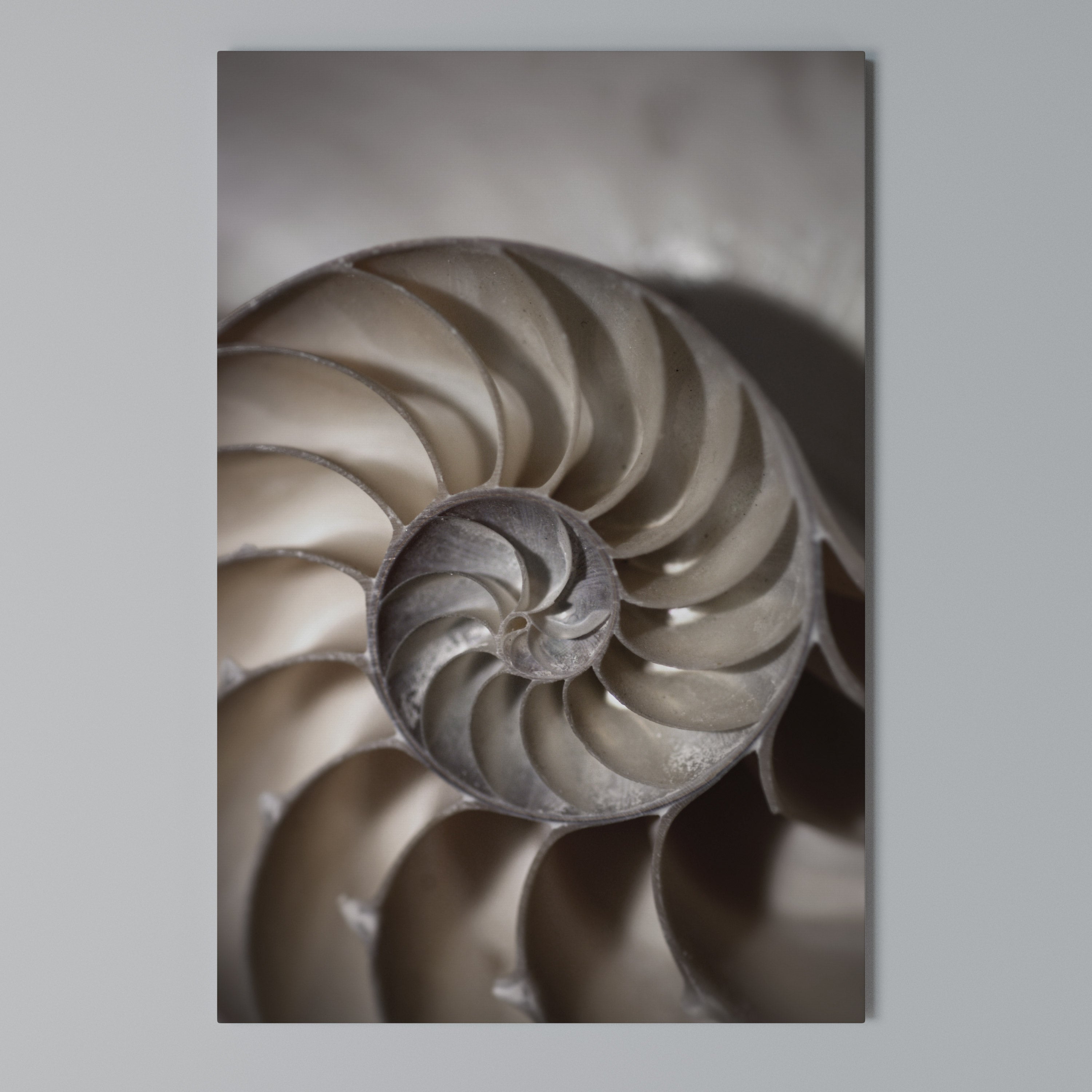 WHISPERS OF SHELLS Κατακόρυφος Πίνακας σε Καμβά