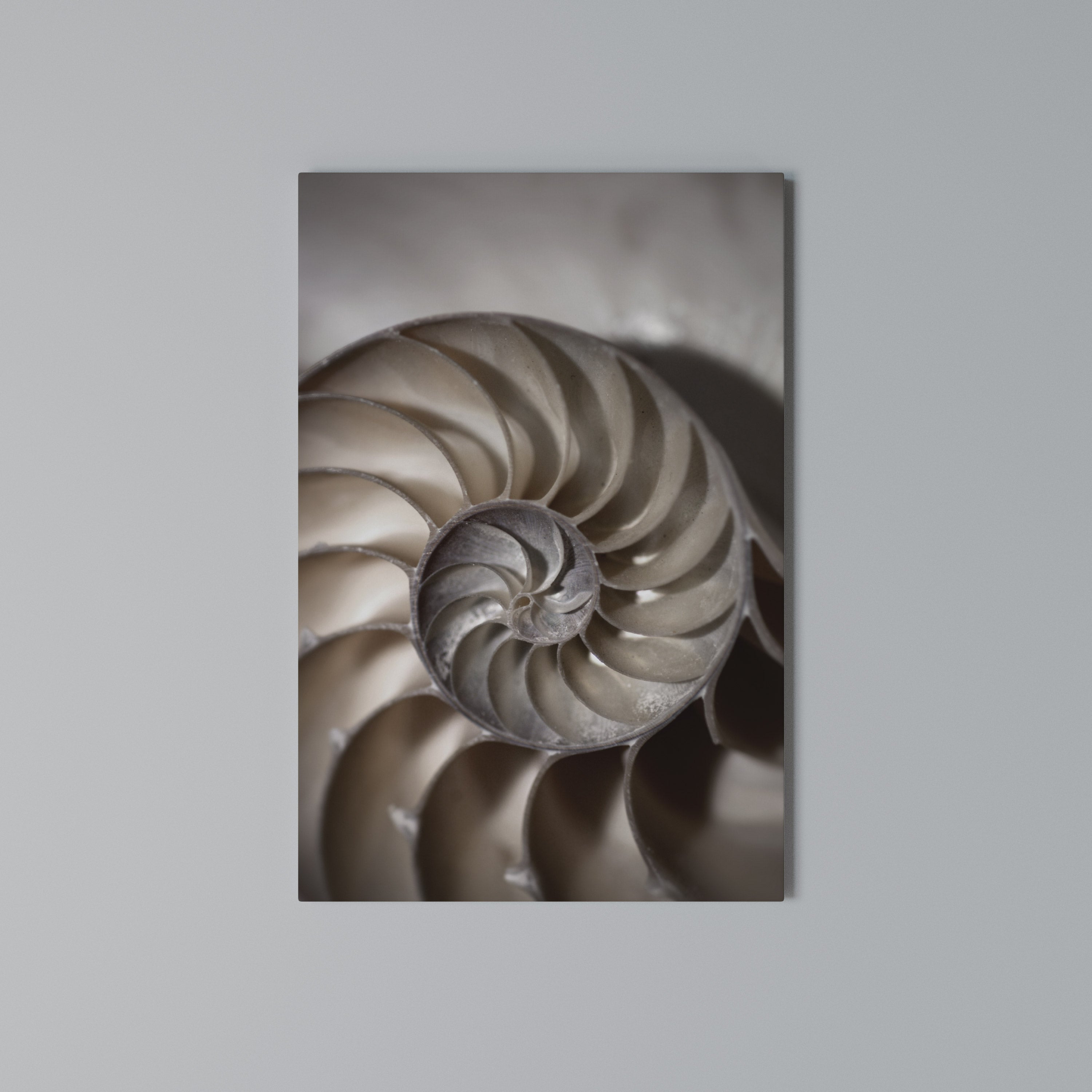 WHISPERS OF SHELLS Κατακόρυφος Πίνακας σε Καμβά