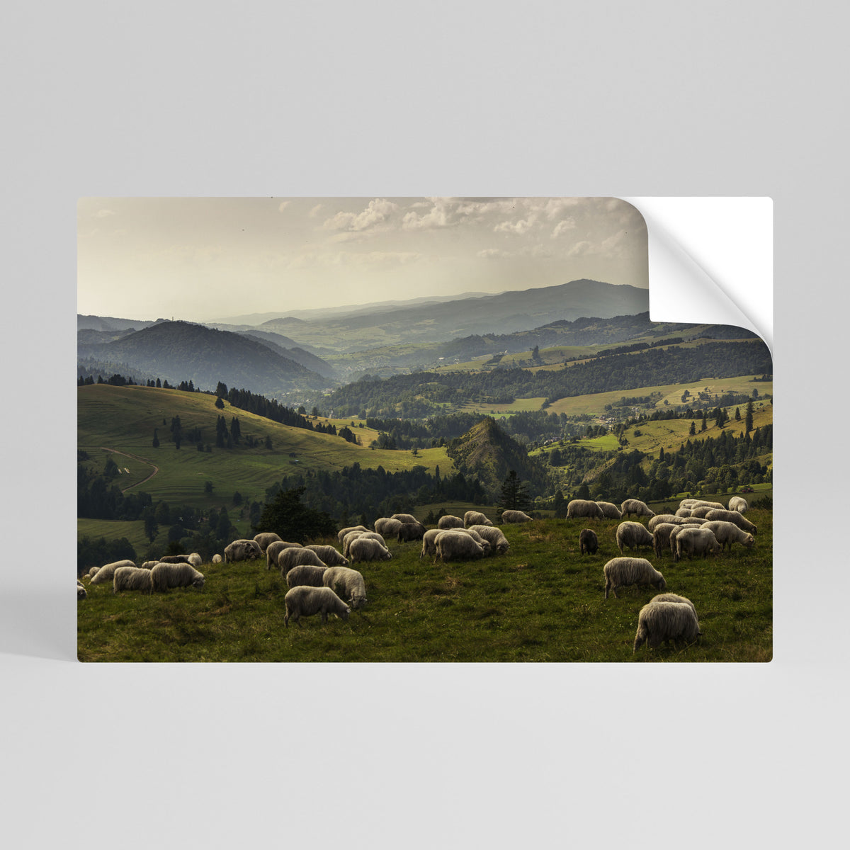 SHEEP IN SERENITY Peel and Stick Horizontal Poster