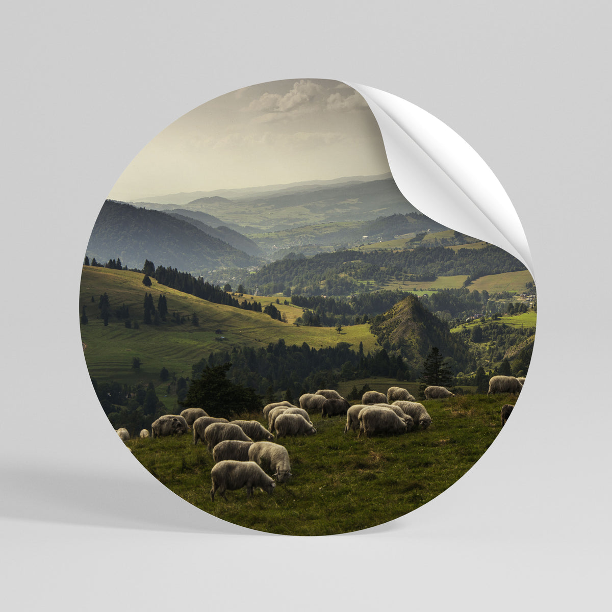 SHEEP IN SERENITY Αυτοκόλλητη Αφίσα στρογγυλή