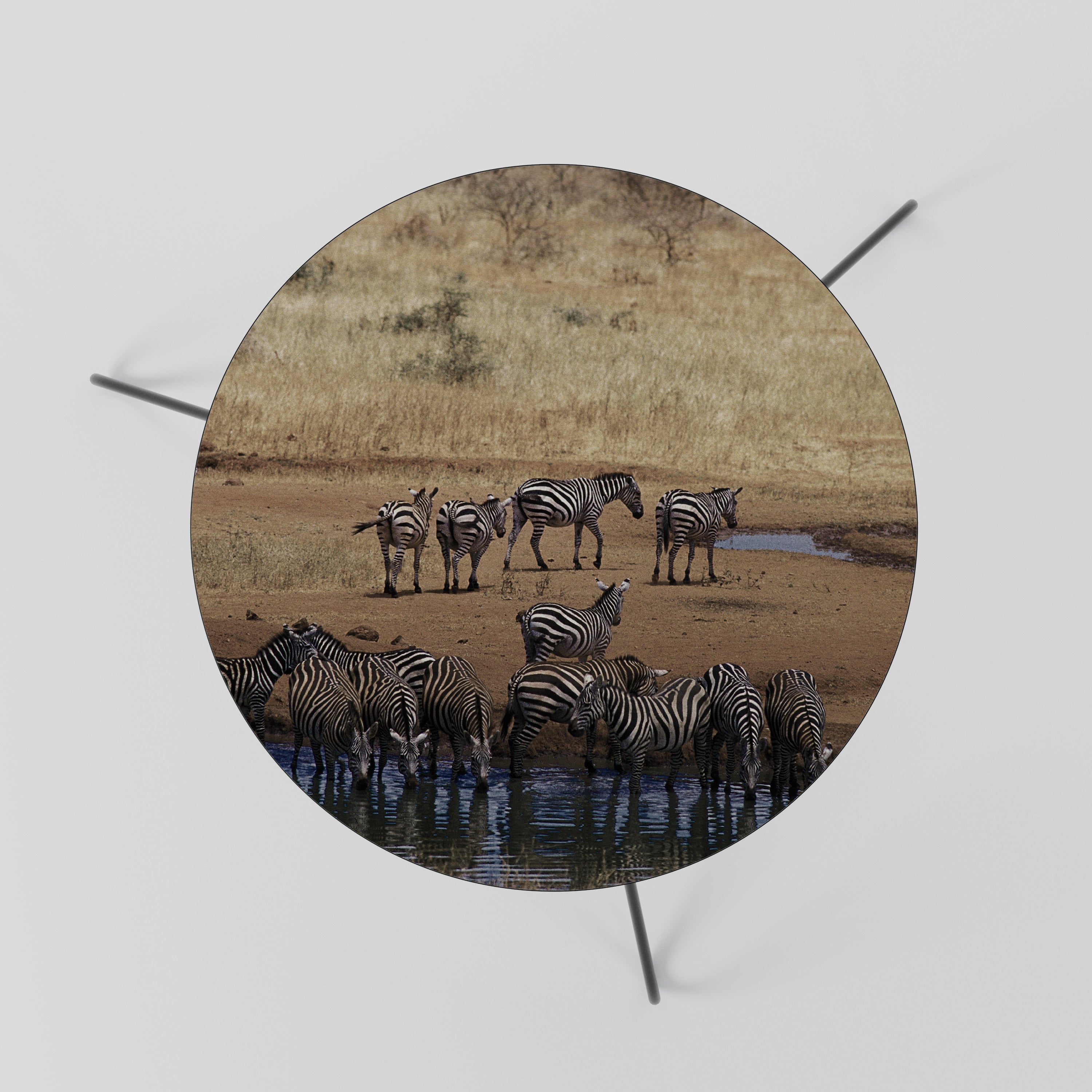THE ZEBRA HARMONY Coffee Table 60